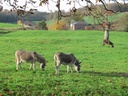 La Ferme de Beusdael - 1