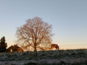 L'âne en hiver Trussogne.jpeg