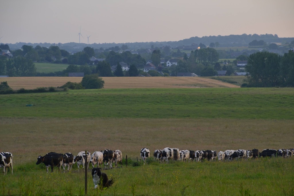 La Ferme des Queuwys